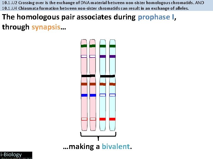 10. 1. U 2 Crossing over is the exchange of DNA material between non-sister