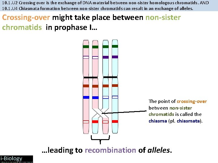 10. 1. U 2 Crossing over is the exchange of DNA material between non-sister