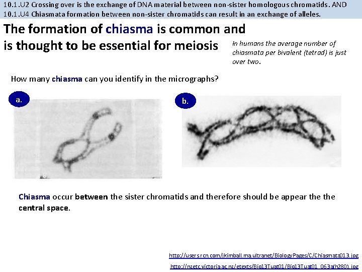 10. 1. U 2 Crossing over is the exchange of DNA material between non-sister