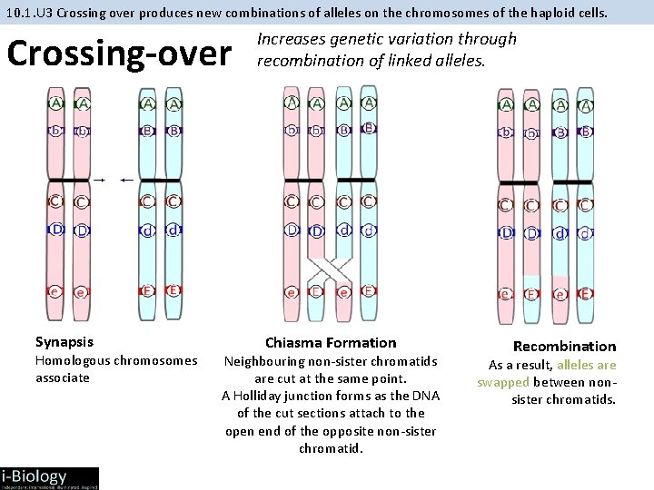 10. 1. U 3 Crossing over produces new combinations of alleles on the chromosomes