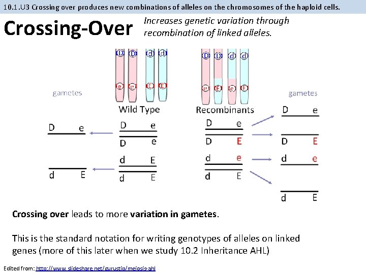10. 1. U 3 Crossing over produces new combinations of alleles on the chromosomes