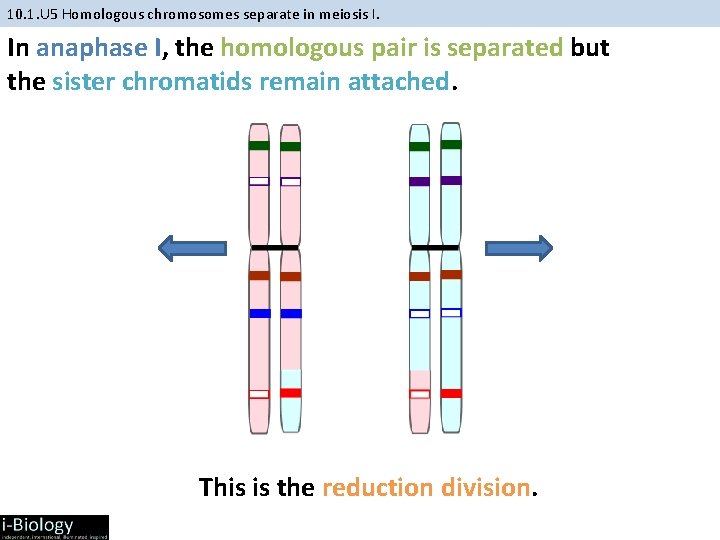 10. 1. U 5 Homologous chromosomes separate in meiosis I. In anaphase I, the