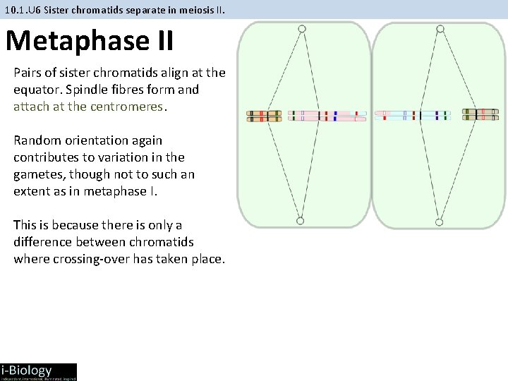 10. 1. U 6 Sister chromatids separate in meiosis II. Metaphase II Pairs of