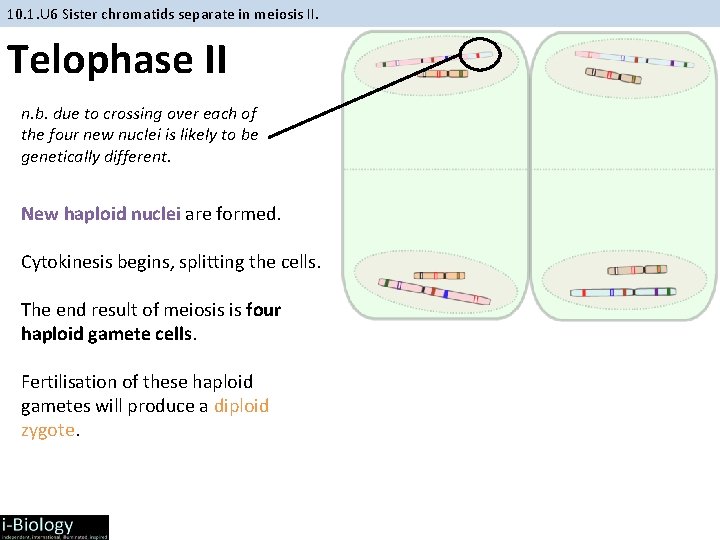 10. 1. U 6 Sister chromatids separate in meiosis II. Telophase II n. b.