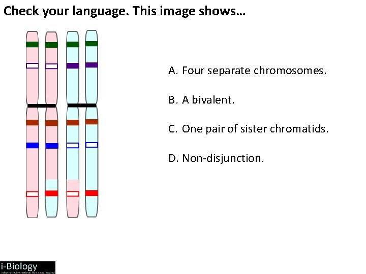 Check your language. This image shows… A. Four separate chromosomes. B. A bivalent. C.