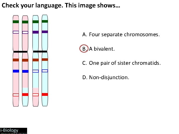 Check your language. This image shows… A. Four separate chromosomes. B. A bivalent. C.