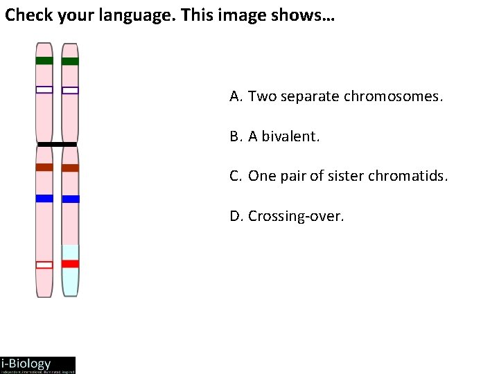 Check your language. This image shows… A. Two separate chromosomes. B. A bivalent. C.