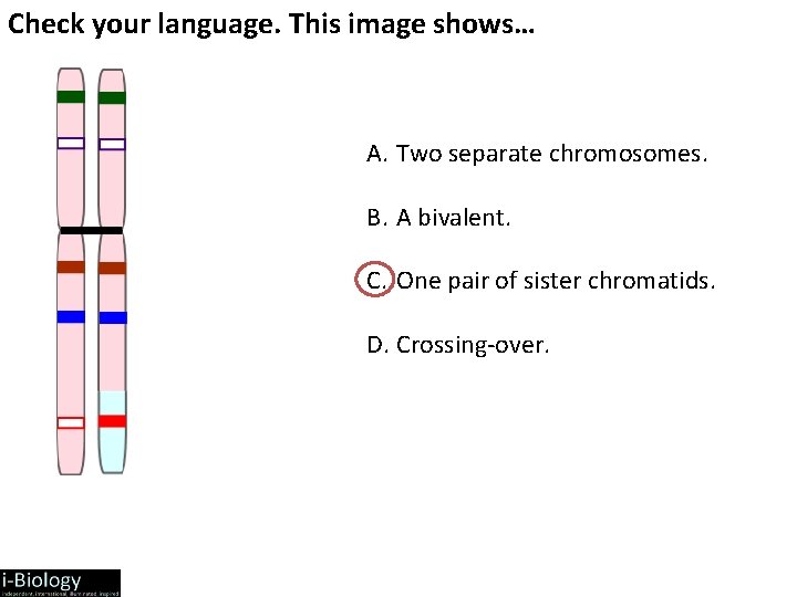 Check your language. This image shows… A. Two separate chromosomes. B. A bivalent. C.