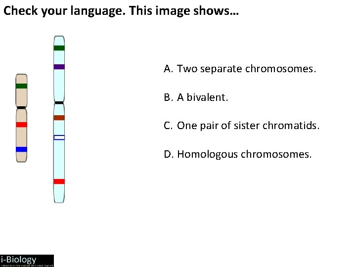 Check your language. This image shows… A. Two separate chromosomes. B. A bivalent. C.