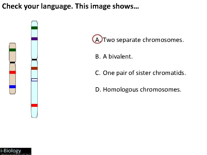 Check your language. This image shows… A. Two separate chromosomes. B. A bivalent. C.