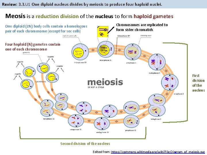 Review: 3. 3. U 1 One diploid nucleus divides by meiosis to produce four