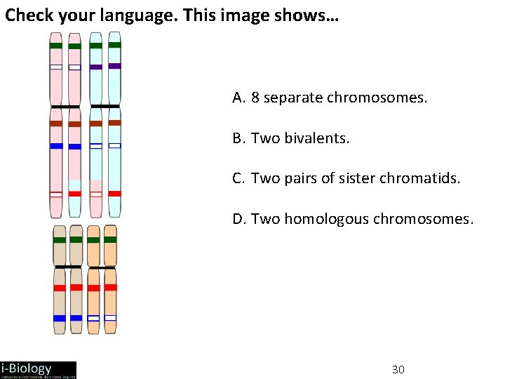 Check your language. This image shows… A. 8 separate chromosomes. B. Two bivalents. C.