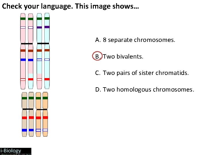 Check your language. This image shows… A. 8 separate chromosomes. B. Two bivalents. C.