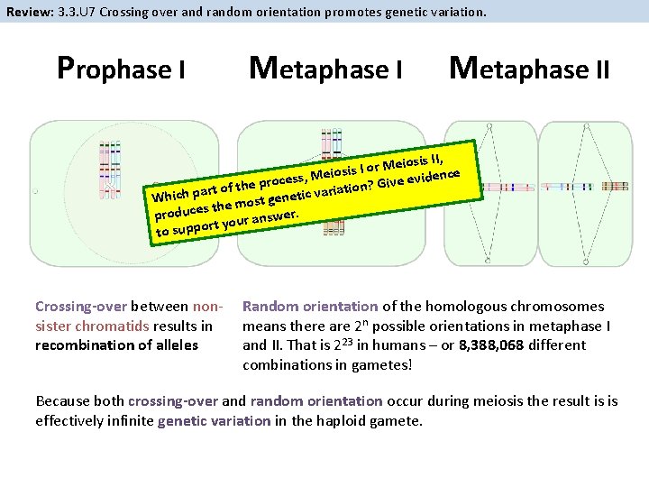 Review: 3. 3. U 7 Crossing over and random orientation promotes genetic variation. Prophase