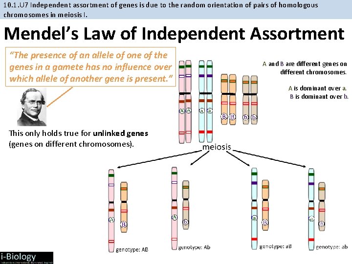 10. 1. U 7 Independent assortment of genes is due to the random orientation