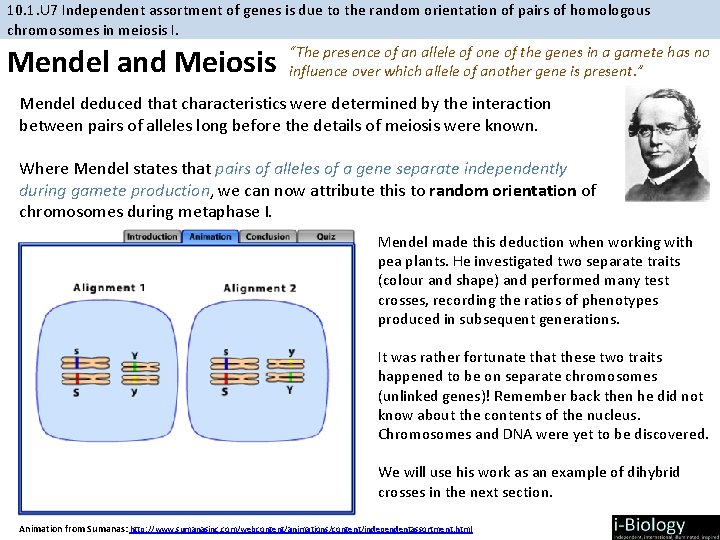 10. 1. U 7 Independent assortment of genes is due to the random orientation