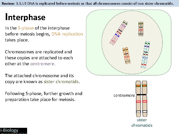 Review: 3. 3. U 3 DNA is replicated before meiosis so that all chromosomes