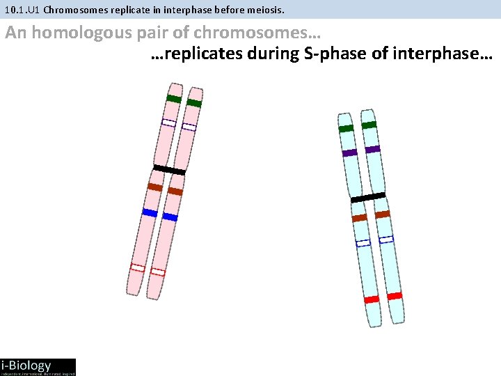 10. 1. U 1 Chromosomes replicate in interphase before meiosis. An homologous pair of