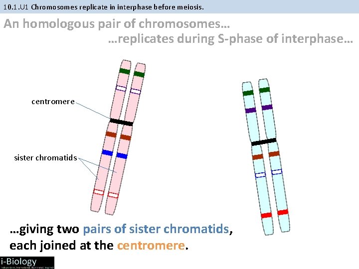 10. 1. U 1 Chromosomes replicate in interphase before meiosis. An homologous pair of