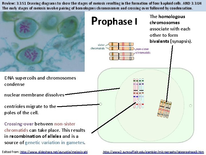 Review: 3. 3. S 1 Drawing diagrams to show the stages of meiosis resulting