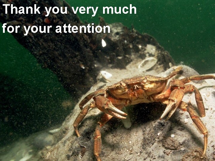 Thank you very much for your attention 