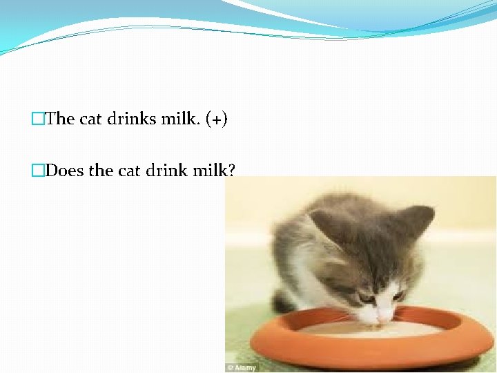 �The cat drinks milk. (+) �Does the cat drink milk? 