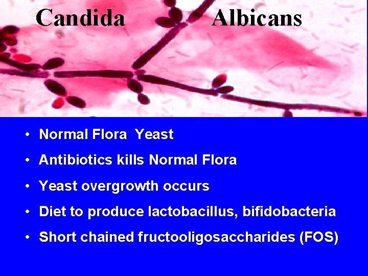 Candida Albicans • Normal Flora Yeast • Antibiotics kills Normal Flora • Yeast overgrowth