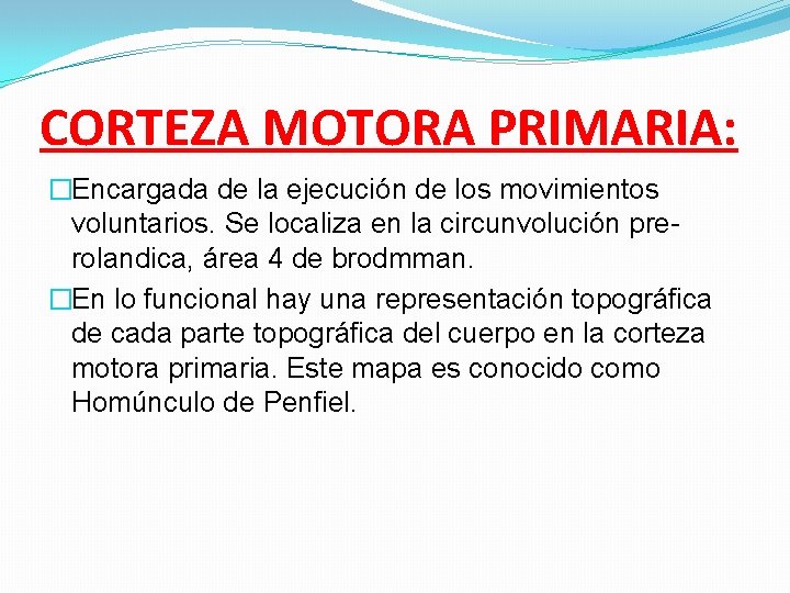 CORTEZA MOTORA PRIMARIA: �Encargada de la ejecución de los movimientos voluntarios. Se localiza en