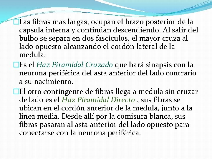 �Las fibras mas largas, ocupan el brazo posterior de la capsula interna y continúan