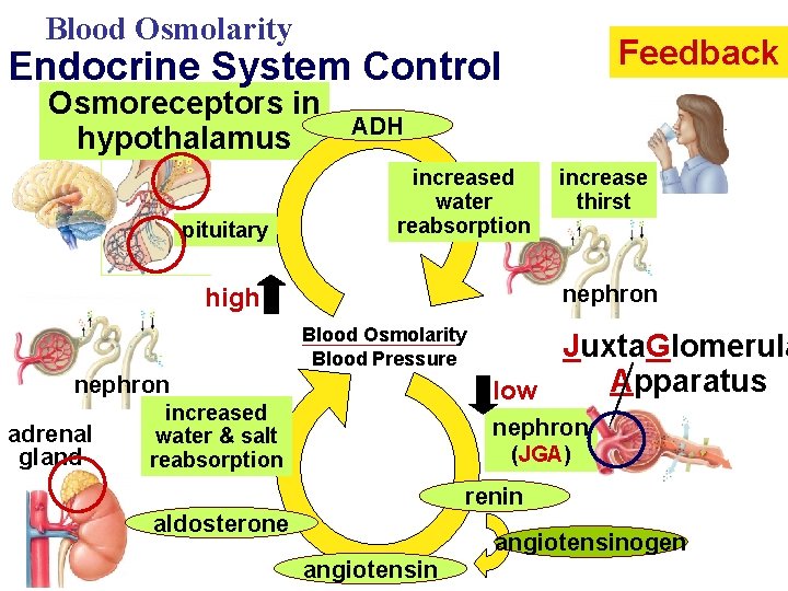 Blood Osmolarity Feedback Endocrine System Control Osmoreceptors in hypothalamus pituitary ADH increased water reabsorption