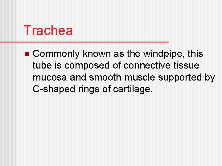 Trachea n Commonly known as the windpipe, this tube is composed of connective tissue