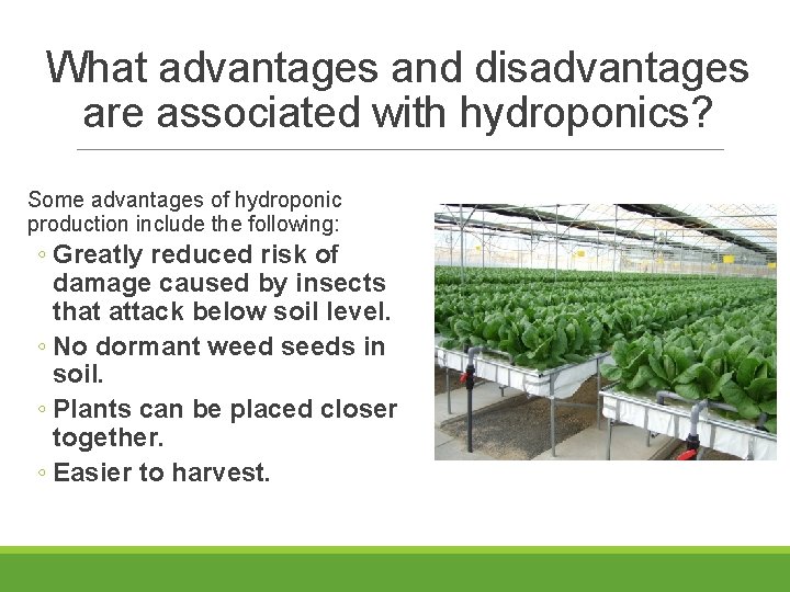 What advantages and disadvantages are associated with hydroponics? Some advantages of hydroponic production include