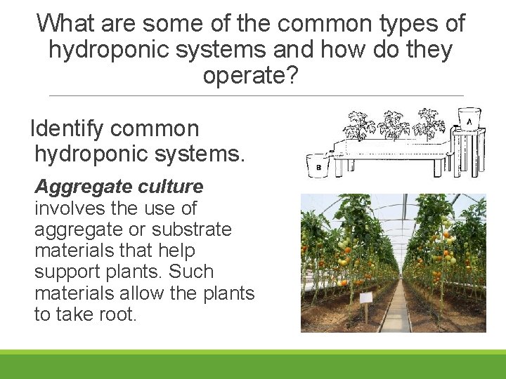 What are some of the common types of hydroponic systems and how do they