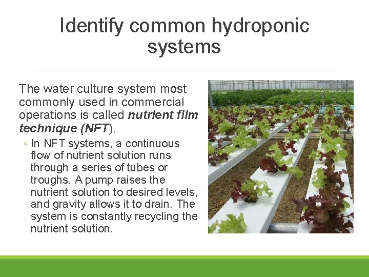 Identify common hydroponic systems The water culture system most commonly used in commercial operations