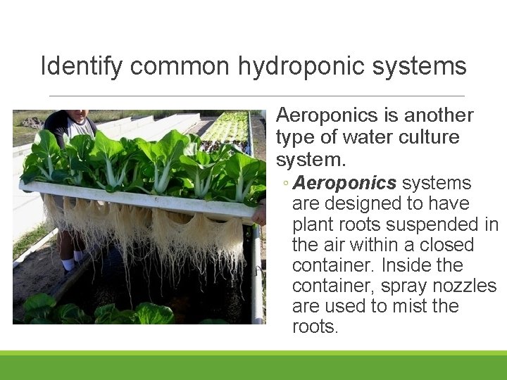 Identify common hydroponic systems Aeroponics is another type of water culture system. ◦ Aeroponics