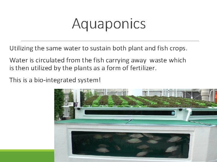 Aquaponics Utilizing the same water to sustain both plant and fish crops. Water is