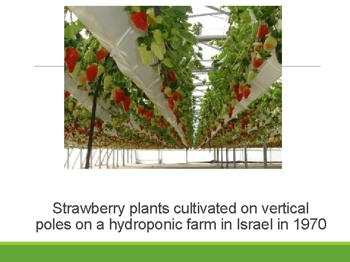 Strawberry plants cultivated on vertical poles on a hydroponic farm in Israel in 1970