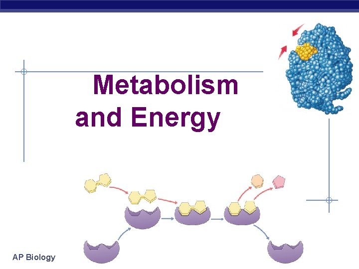 Metabolism and Energy AP Biology 