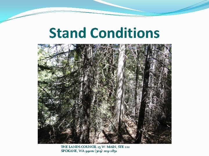 Stand Conditions THE LANDS COUNCIL 25 W. MAIN, STE 222 SPOKANE, WA 99201 (509)