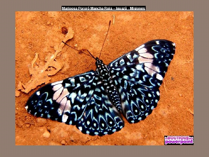 Mariposa Pororó Mancha Roja – Iguazú - Misiones 