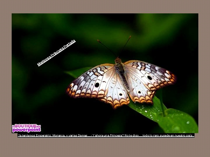 da la er P a es inc r a. P os rip Ma Ya