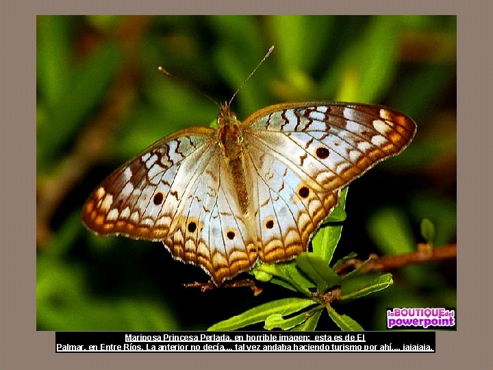 Mariposa Princesa Perlada, en horrible imagen; esta es de El Palmar, en Entre Ríos.
