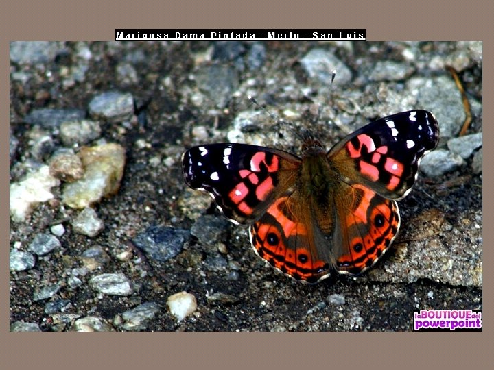 Mariposa Dama Pintada – Merlo – San Luis 
