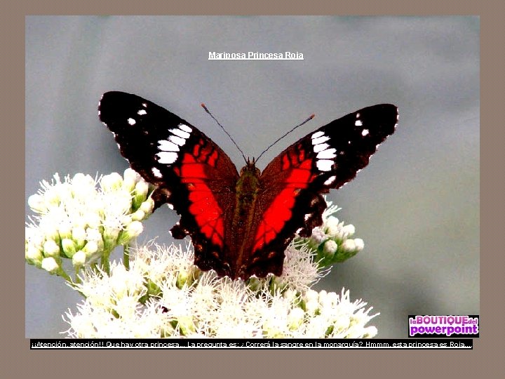 Mariposa Princesa Roja ¡¡Atención, atención!! Que hay otra princesa. . . La pregunta es: