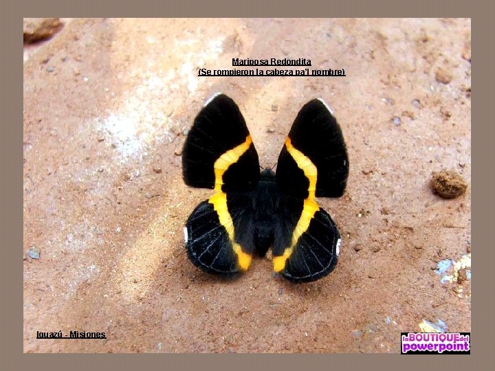 Mariposa Redondita (Se rompieron la cabeza pa’l nombre) Iguazú - Misiones 