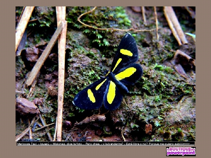 Mariposa Taxi – Iguazú – Misiones, dice la foto. . . Pero chee, ¿y
