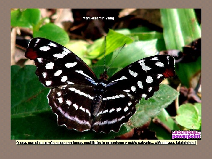 Mariposa Yin-Yang O sea, que si te comés a esta mariposa, equilibrás tu organismo