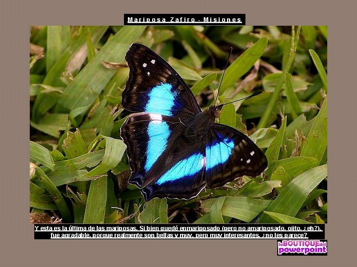 Mariposa Zafiro - Misiones Y esta es la última de las mariposas. Si bien
