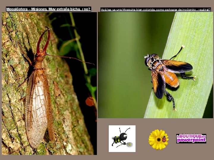 Megalóptera – Misiones. Muy extraña bicha, ¿no? Acá les va una Mosquita bien colorida,