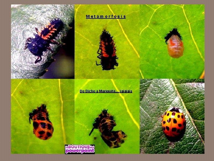 Metamorfosis De Bicho a Mariquita. . . , jaja 